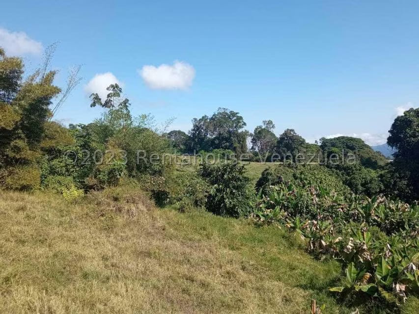 Terreno (Finca) en Venta en Centro, Merida - 3