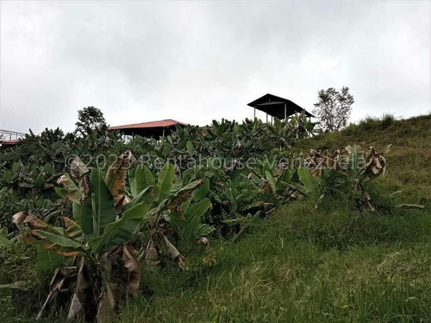 Terreno (Finca) en Venta en Centro, Merida - 5