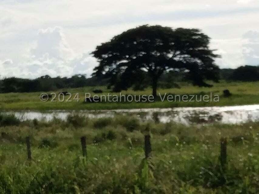 Negocios y Empresas (Alimentos y Bebidas) en Venta en Sector Carrizal, Guarico - 3