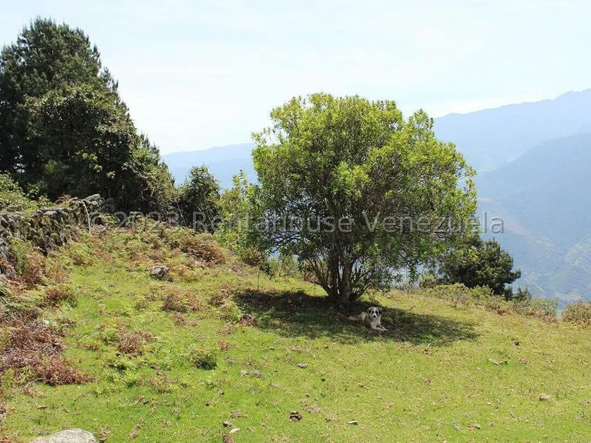 Terreno (Comercial) en Venta en Cacute, Merida - 40
