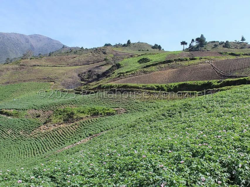 Terreno (Comercial) en Venta en Cacute, Merida - 10