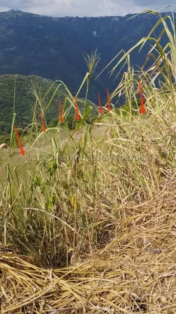 Terreno (Residencial) en Venta en Caicaguana, Distrito Metropolitano - 5