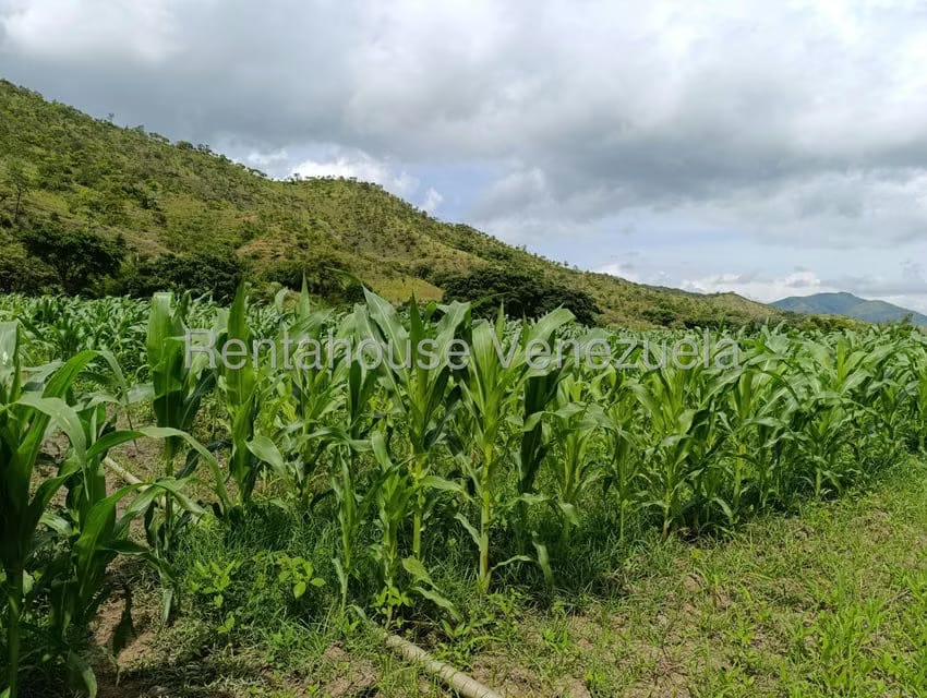 Terreno (Finca) en Venta en Sector Sierra del Norte, Aragua - 12
