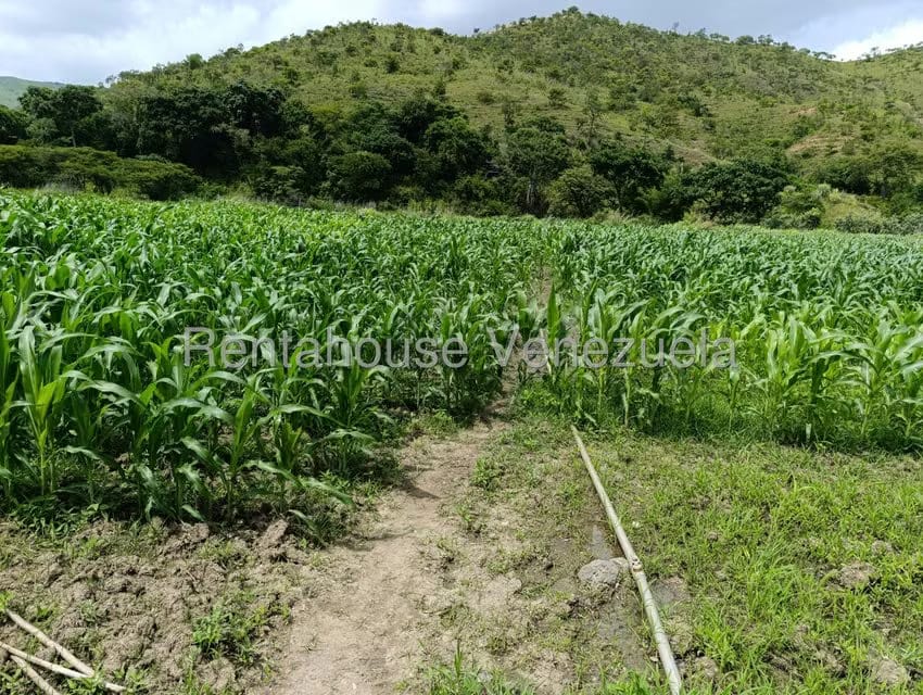 Terreno (Finca) en Venta en Sector Sierra del Norte, Aragua - 23