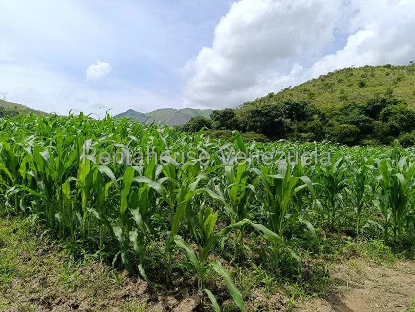 Terreno (Finca) en Venta en Sector Sierra del Norte, Aragua - 25