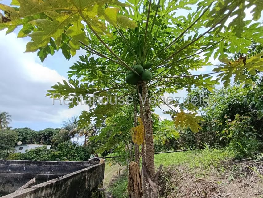 Terreno (Finca) en Venta en Sector Sierra del Norte, Aragua - 49