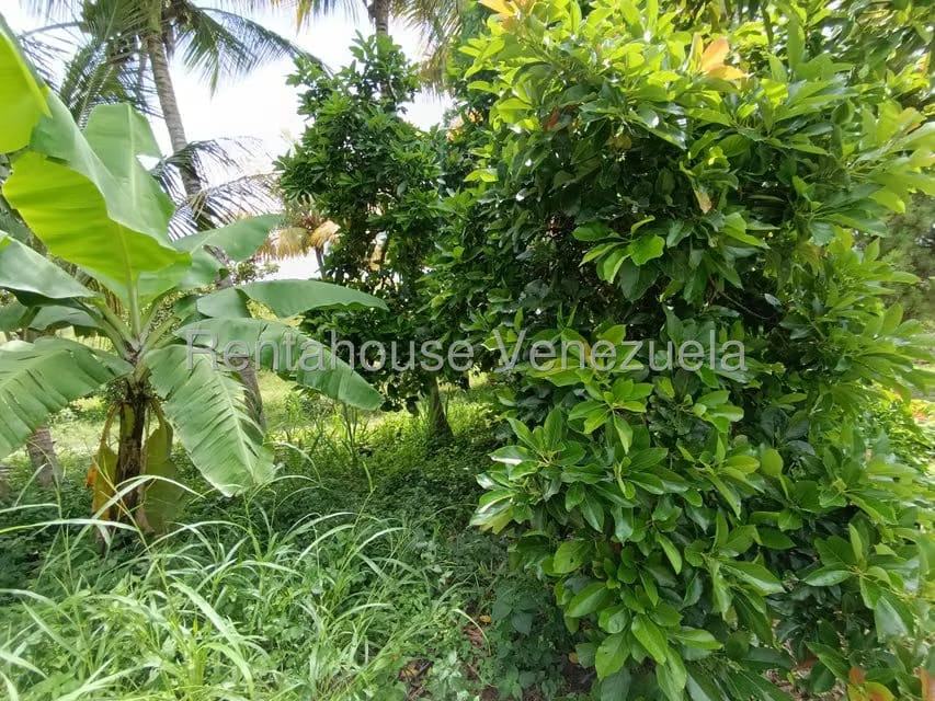 Terreno (Finca) en Venta en Sector Sierra del Norte, Aragua - 62