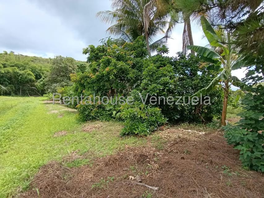 Terreno (Finca) en Venta en Sector Sierra del Norte, Aragua - 63