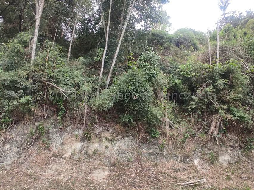 Terreno (Residencial) en Venta en La Colonia Tovar, Aragua - 6