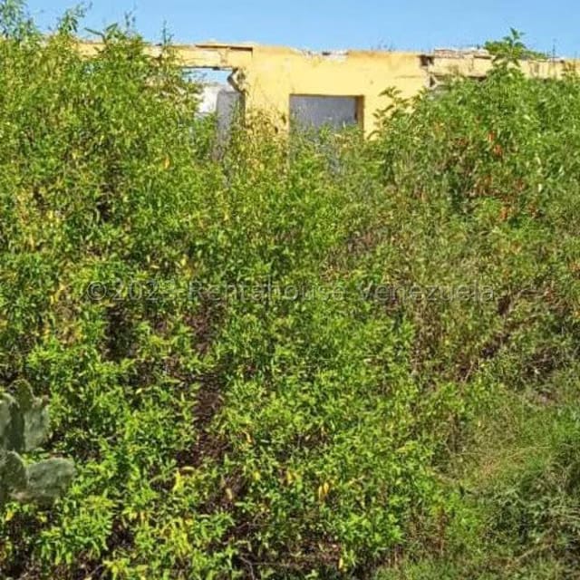 Terreno (Finca) en Venta en Playa Pintada, Miranda - 12