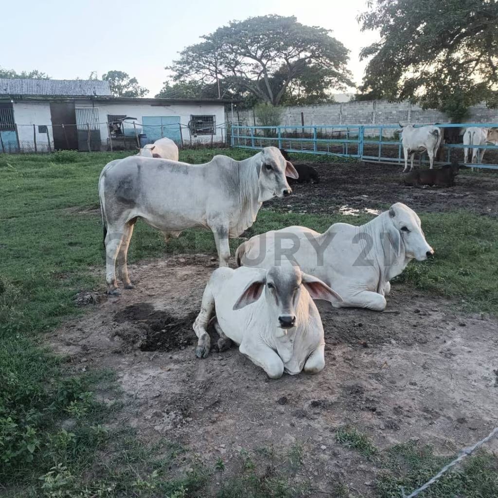 FINCA EN VENTA TURAGUA EDO ARAGUA 10HA TC - 3