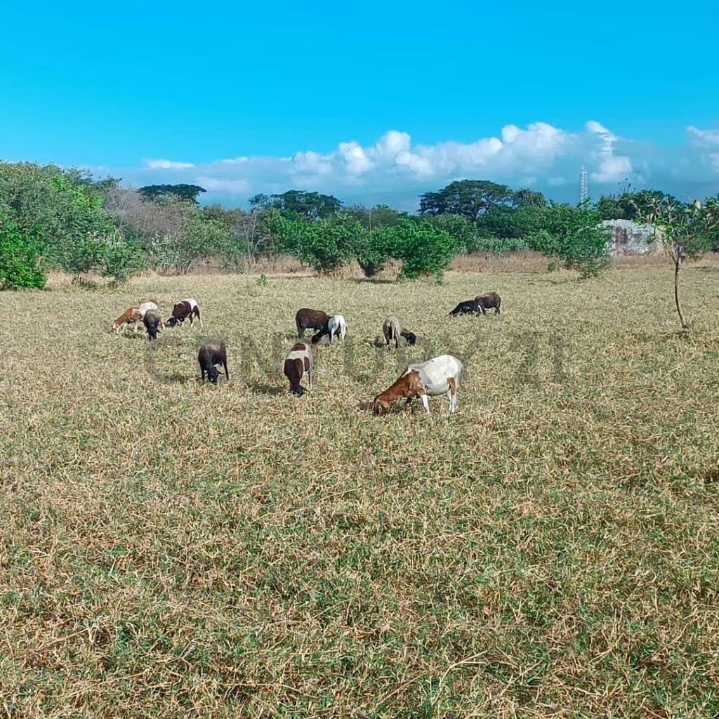 FINCA EN VENTA TURAGUA EDO ARAGUA 10HA TC - 9