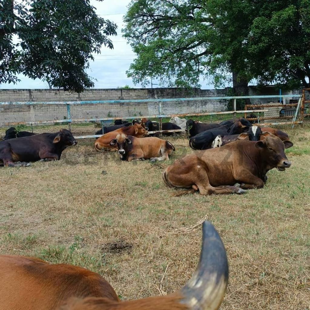 FINCA EN VENTA TURAGUA EDO ARAGUA 10HA TC - 10