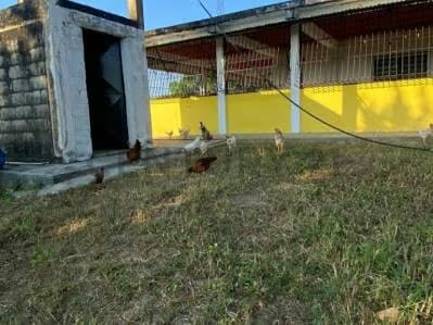 Mini Finca en venta - 7