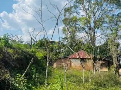 Finca AGROINDUSTRIAL Nirgua - 3