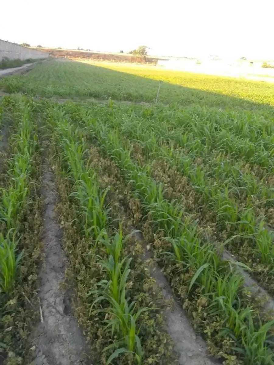 Terreno en Venta en Maracay - 4