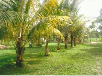 CD Venta de Terreno. Carretera Nacional Via Tacariagua. San José de Río Chico.