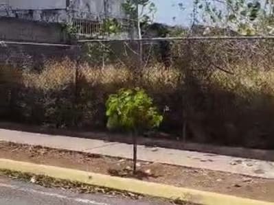 Vendo Terreno Urb Los Olivos, a pocos metros de Av. La Limpia - 8