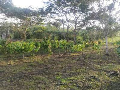 finca en venta las lapas - 2