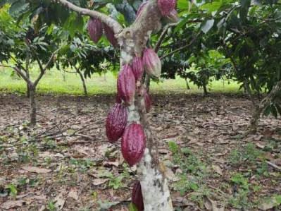 finca en venta las lapas - 6