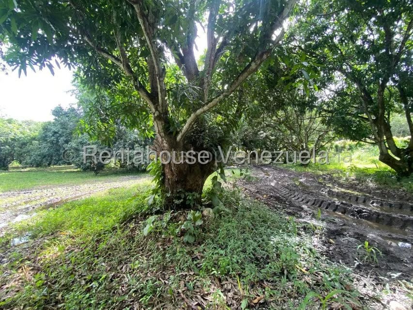 Terreno (Comercial) en Venta en Araure, Portuguesa - 28