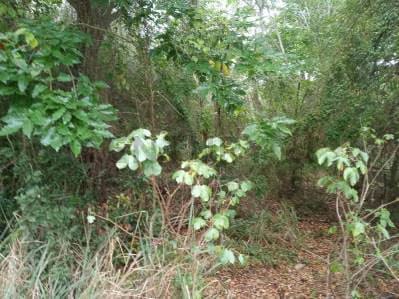 Venta de Terreno de Uso Residencial, de 1.200 M2, ubicado en la Av. 31 de Julio - 3