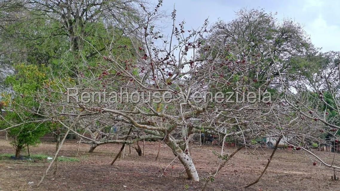 Terreno (Finca) en Venta en Centro - Guama, Yaracuy - 18
