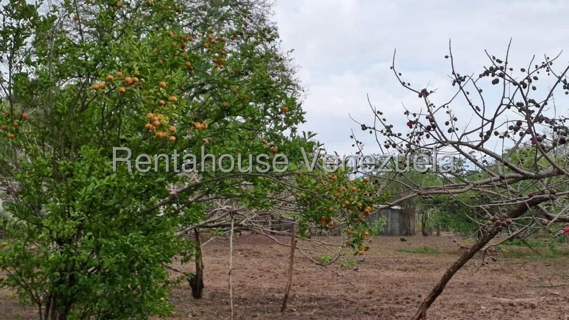 Terreno (Finca) en Venta en Centro - Guama, Yaracuy - 4