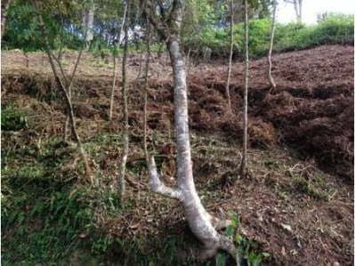 Venta de Exclusivo terreno en la Morita - 7