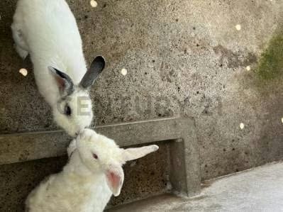 ¡Adquiere esta increíble finca, conocida como La Rumbera! - 8