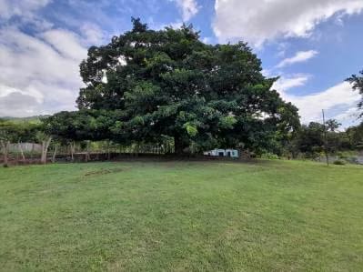 Granja ubicada en la Parroquia Campo Elias del Estado Yaracuy - 4