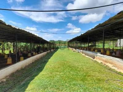 Granja ubicada en la Parroquia Campo Elias del Estado Yaracuy - 10
