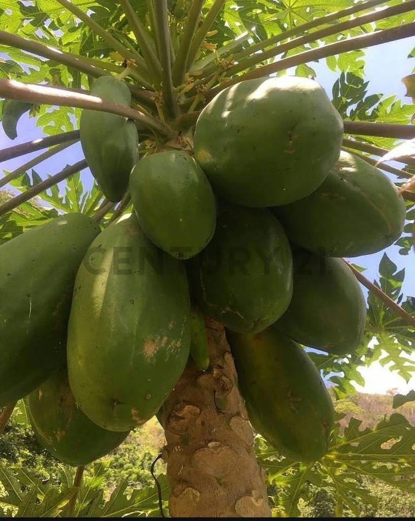 Venta de Terreno San Diego de Los Altos. Miranda - 3