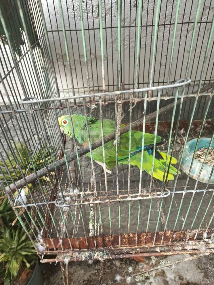 Casa Familiar en Colinas de Vista Alegre: Tu Refugio Ideal! - 36