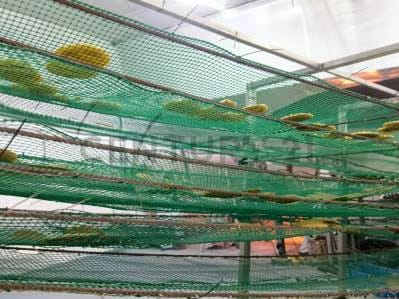 Fábrica de Cachapas en Venta Am - 4