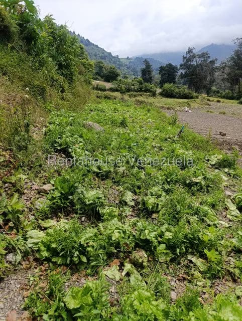 Terreno (Comercial) en Venta en Cacute, Merida - 27