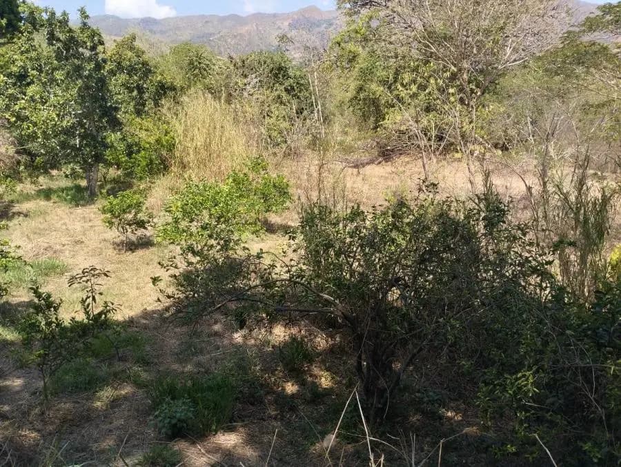 Terreno en Venta en VIGIRIMA Guacara - 2