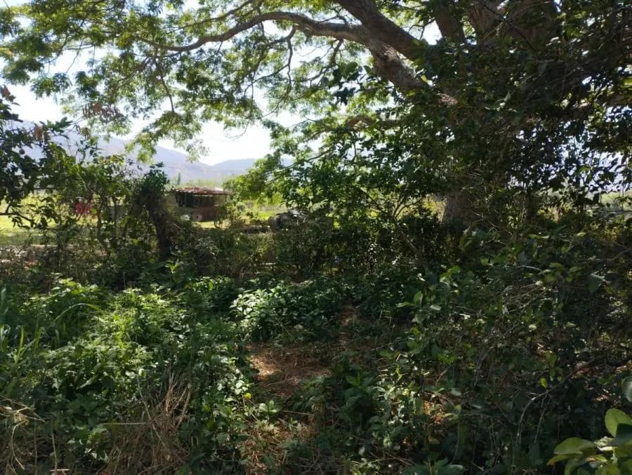 Terreno en Venta en VIGIRIMA Guacara - 3