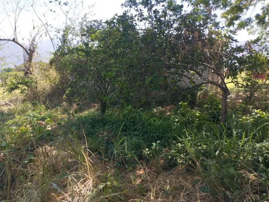 Terreno en Venta en VIGIRIMA Guacara - 4