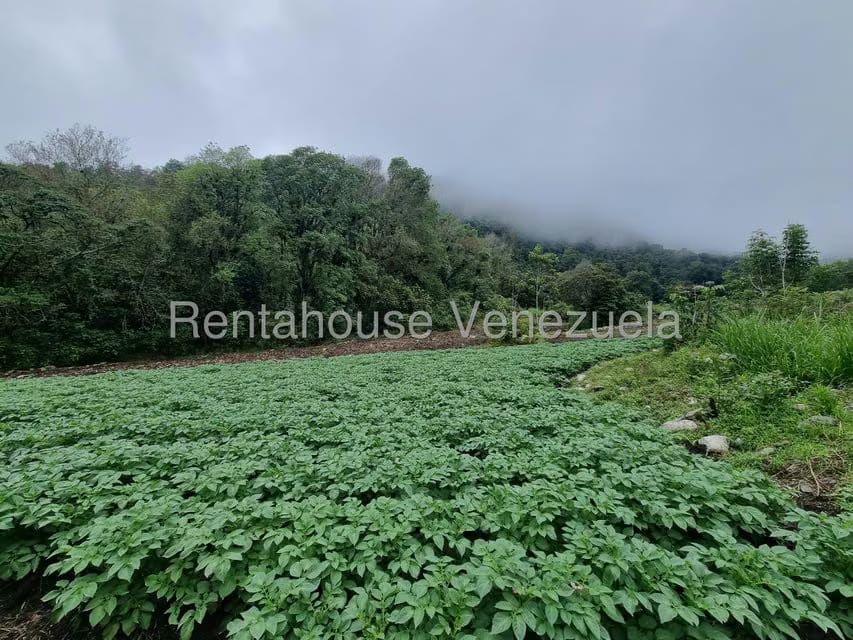 Terreno (Finca) en Venta en El Valle, Merida - 16