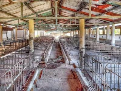 Granja Porcina en Venta con Infraestructura Completa en Lara. Am - 2