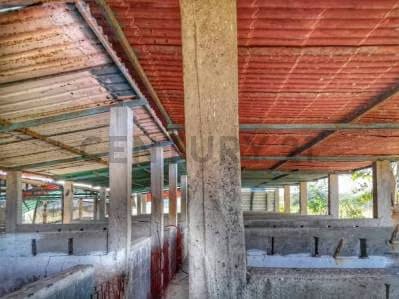 Granja Porcina en Venta con Infraestructura Completa en Lara. Am - 3
