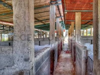 Granja Porcina en Venta con Infraestructura Completa en Lara. Am - 4
