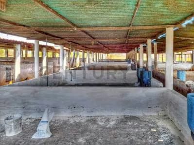 Granja Porcina en Venta con Infraestructura Completa en Lara. Am - 5