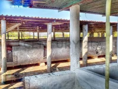 Granja Porcina en Venta con Infraestructura Completa en Lara. Am - 6