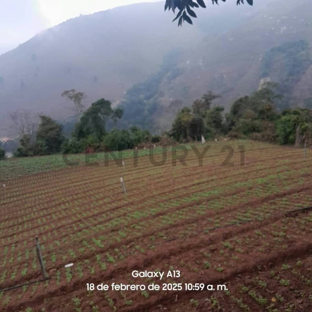 Finca Productiva en venta - 4