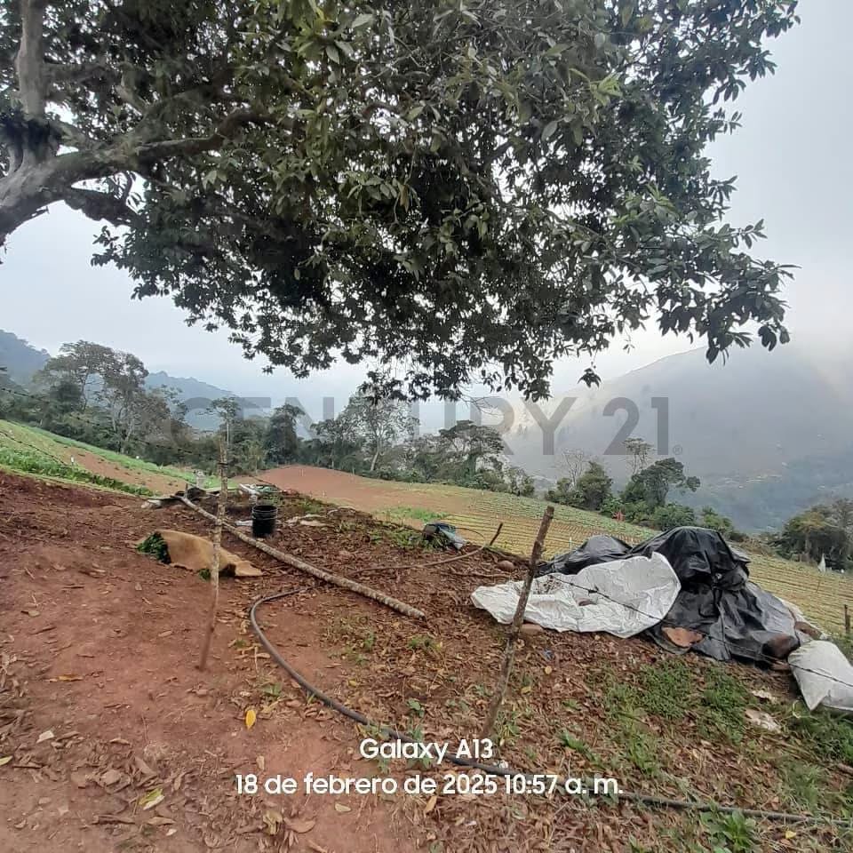 Finca Productiva en venta - 5