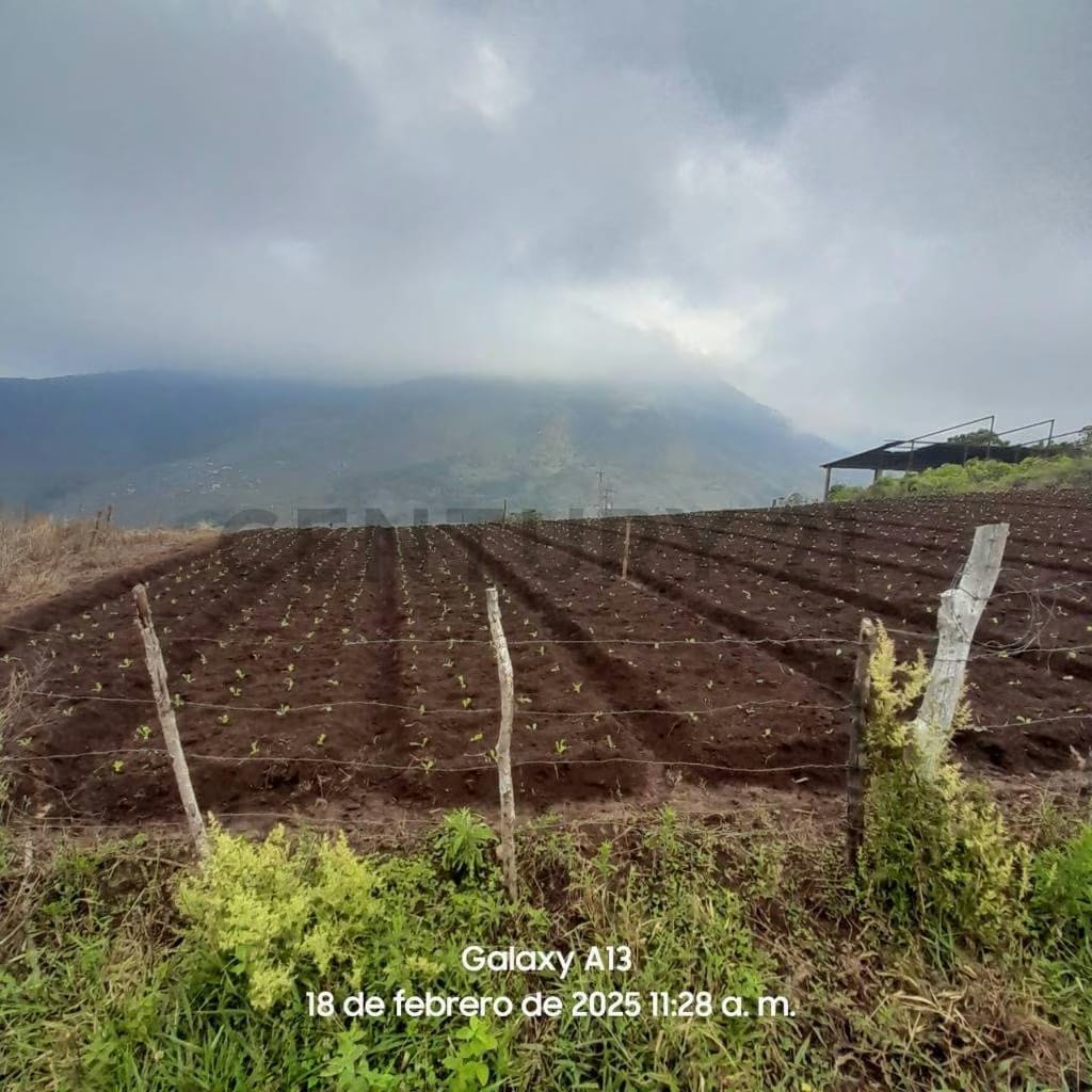 Finca Productiva en venta - 9