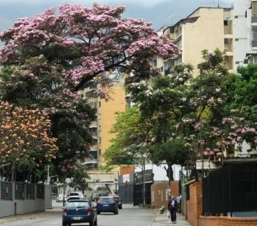 Apartamento en Alquiler en Leoncio Martínez Caracas